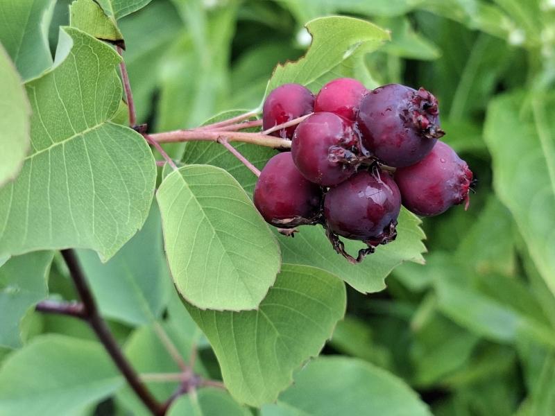 Violette Früchte der Zwerg-Felsenbirne Helvetica