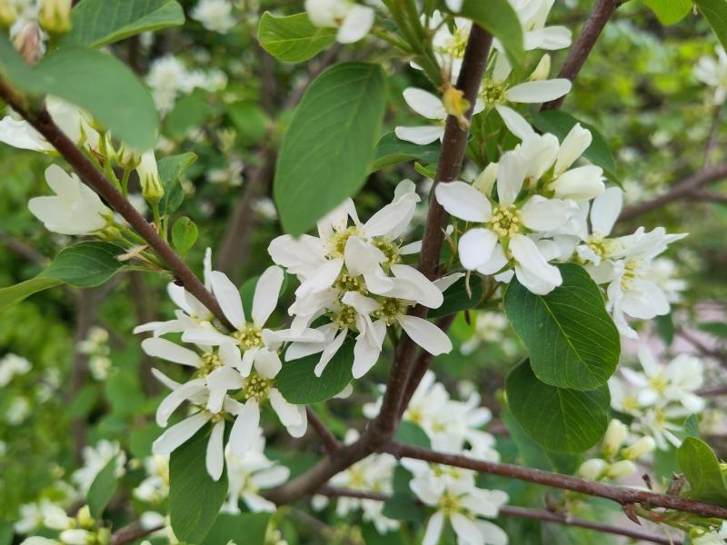 Weißblühende Erlenblättrige Felsenbirne