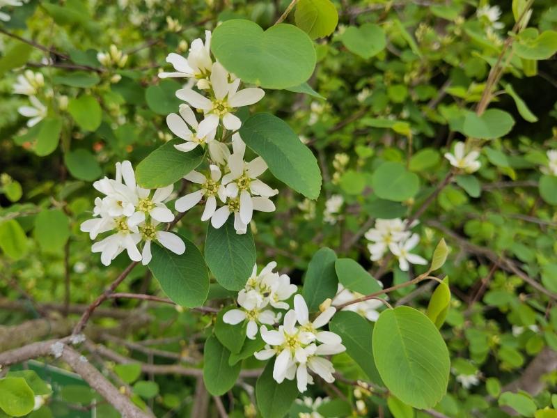 Die weißen Blüten der Erlenblättrigen Felsenbirne passen gut in Blütenhecken.