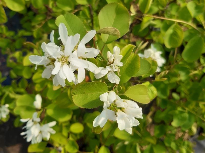 Cusicki-Felsenbirne mit weißen Blüten