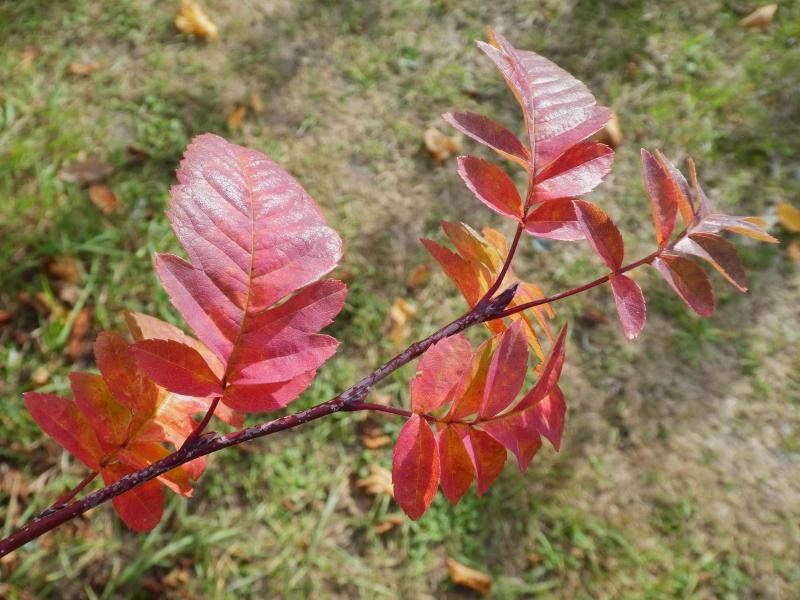 Amelasorbus raciborskiana