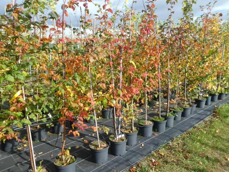 Amelasorbus raciborskiana