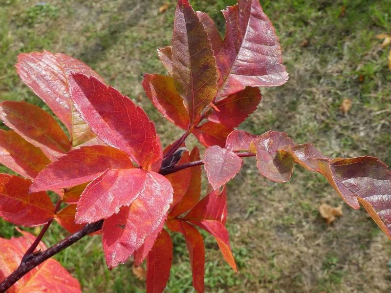 Amelasorbus raciborskiana