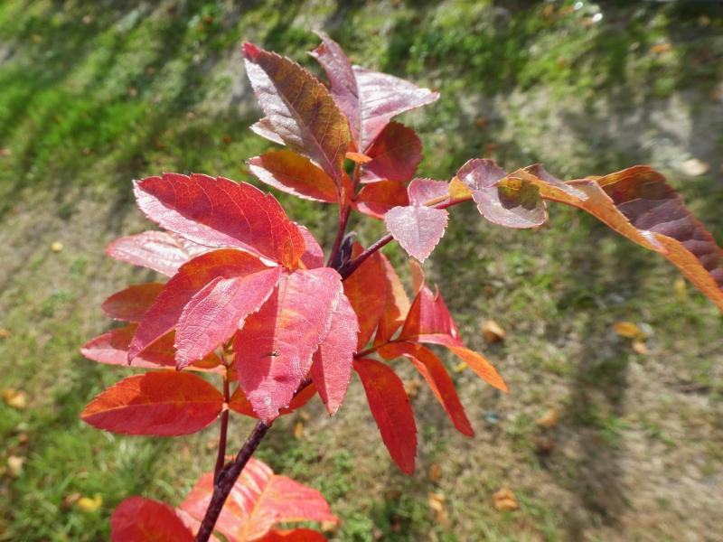 Amelasorbus raciborskiana