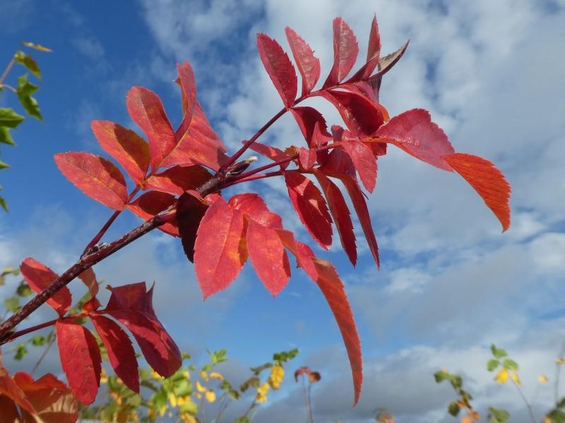 Amelasorbus raciborskiana