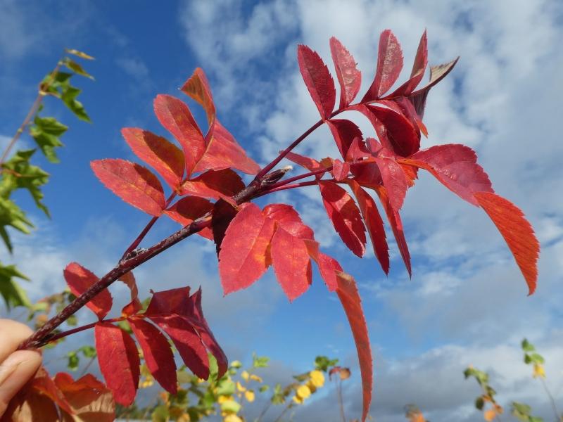 Amelasorbus raciborskiana