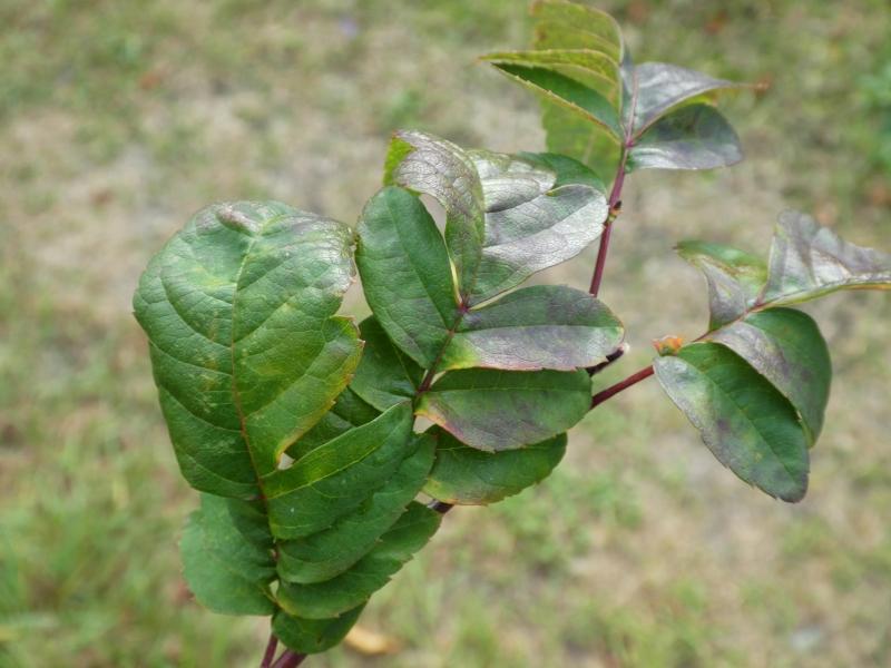 Amelasorbus raciborskiana