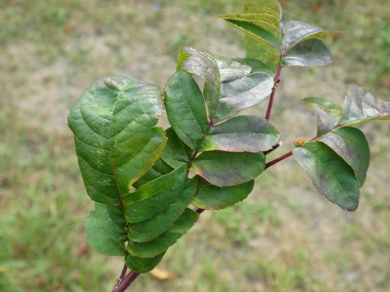 Amelasorbus raciborskiana