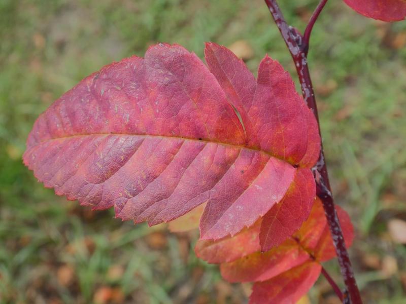 Amelasorbus raciborskiana