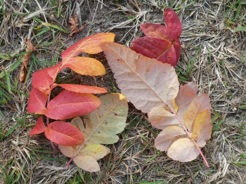 Amelasorbus raciborskiana