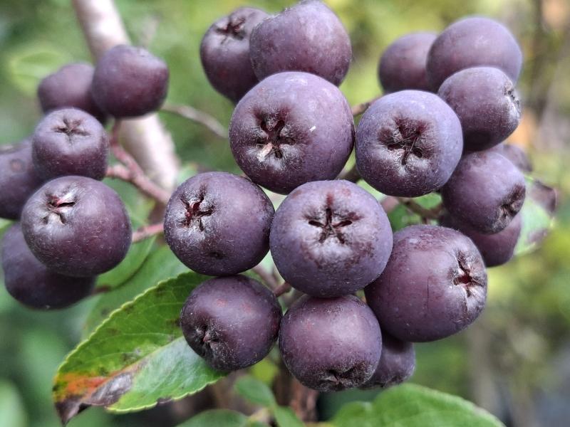 Violette Beeren von Jacks Amelasorbus