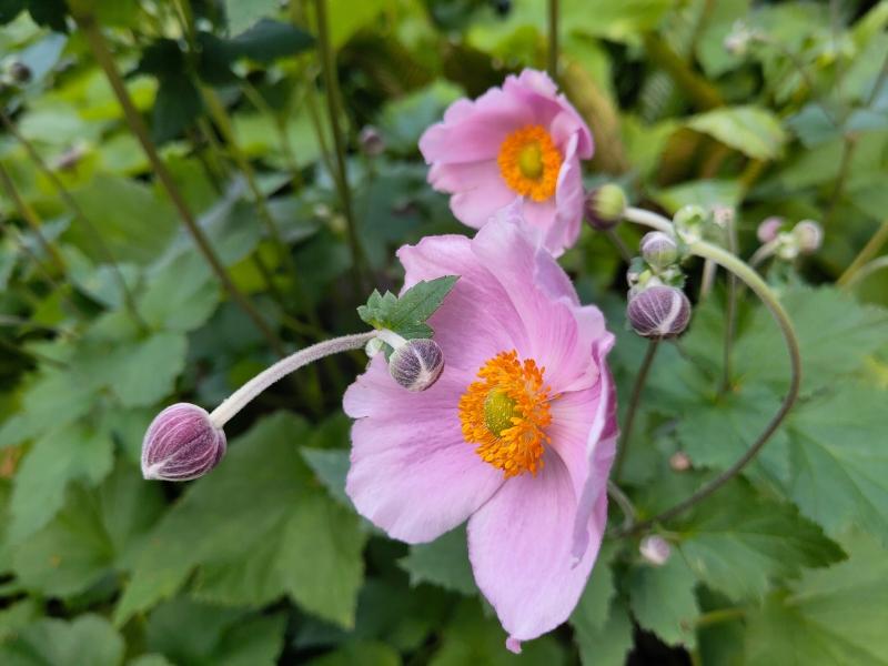Rosablühende Herbstanemone Königin Charlotte