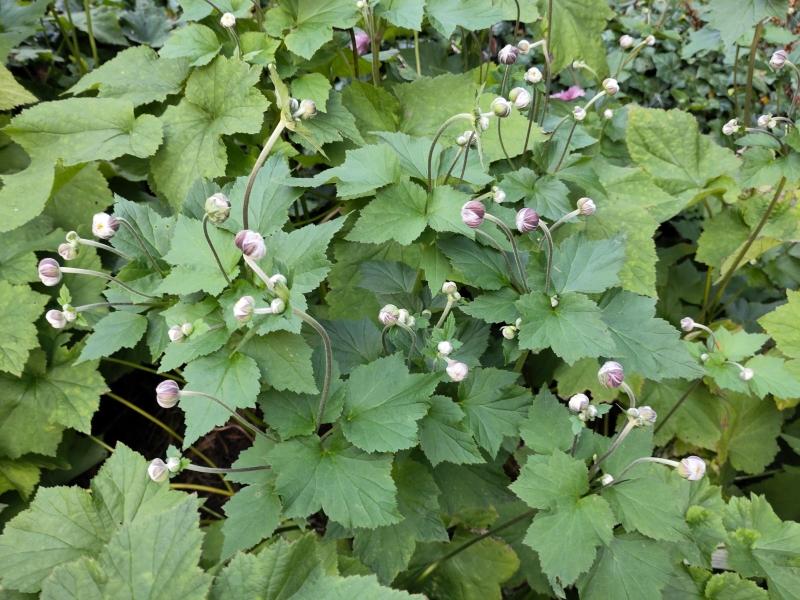 Knospende Herbstanemone Königin Charlotte im September