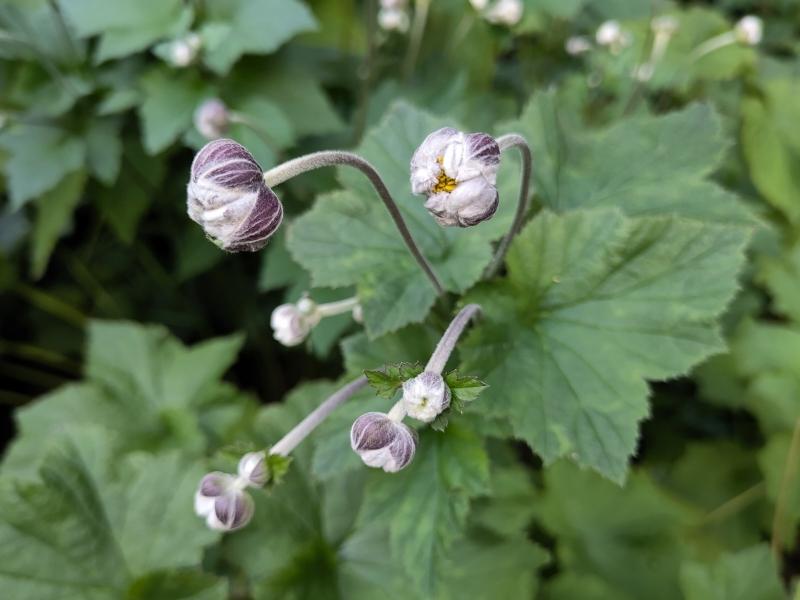 Die Knospen der Herbstanemone Königin Charlotte öffnen sich.