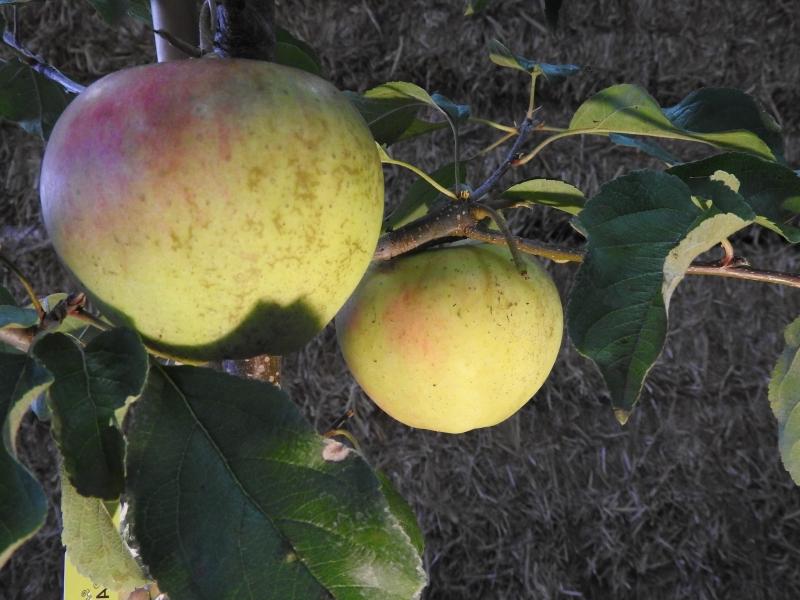 Äpple Pinova, Malus Pinova