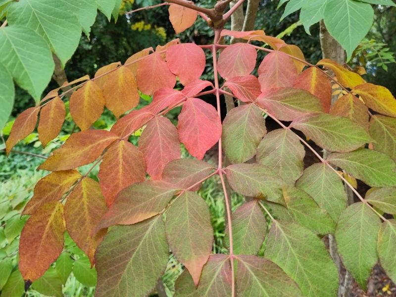 Buntes Herbstlaub der Japanischen Aralie