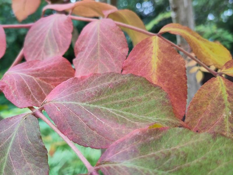 Rotes Herbstlaub der Japanischen Aralie