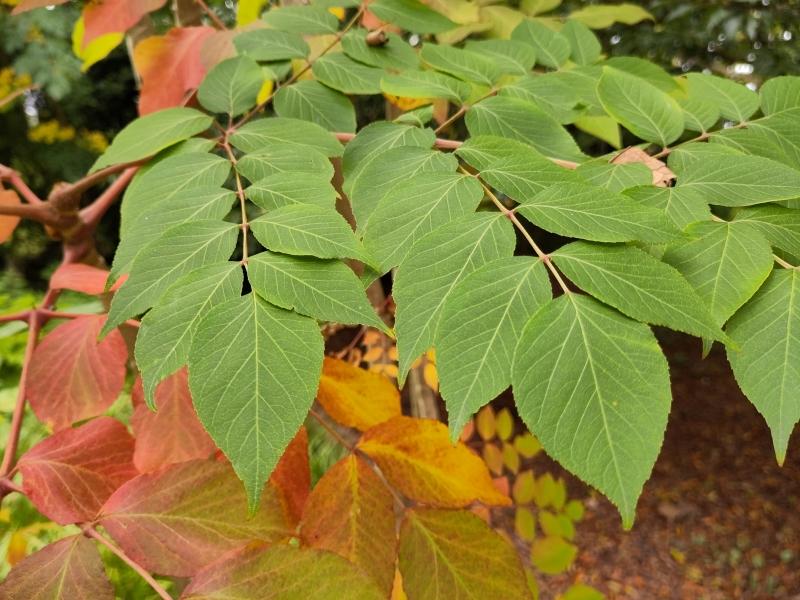 Parkaralia, Aralia elata