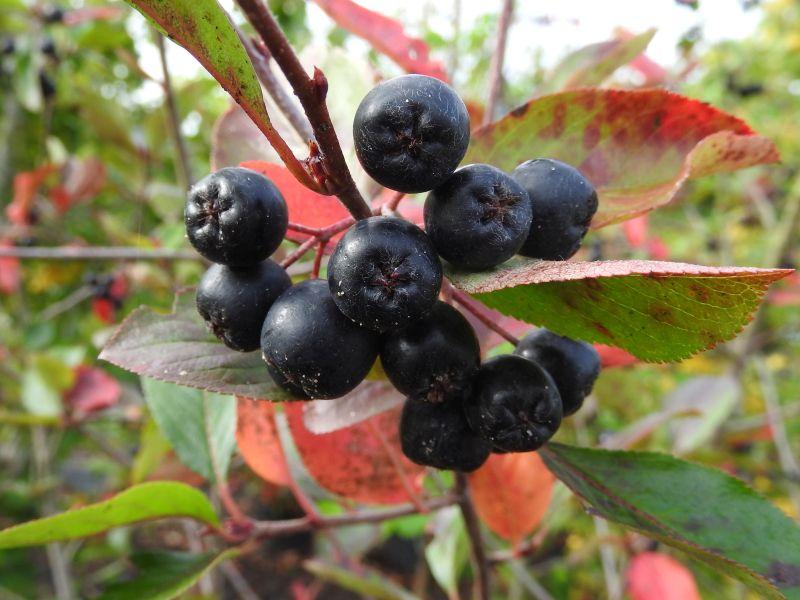 Reife Beeren und rotes Herbstlaub der Apfelbeere