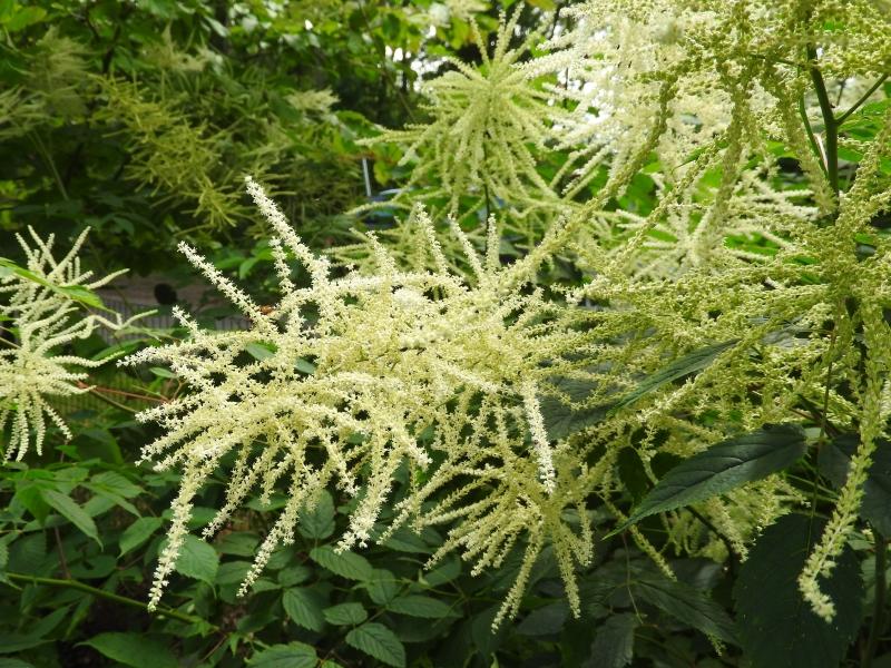 Weibliche Blüten des Wald-Geißblatts