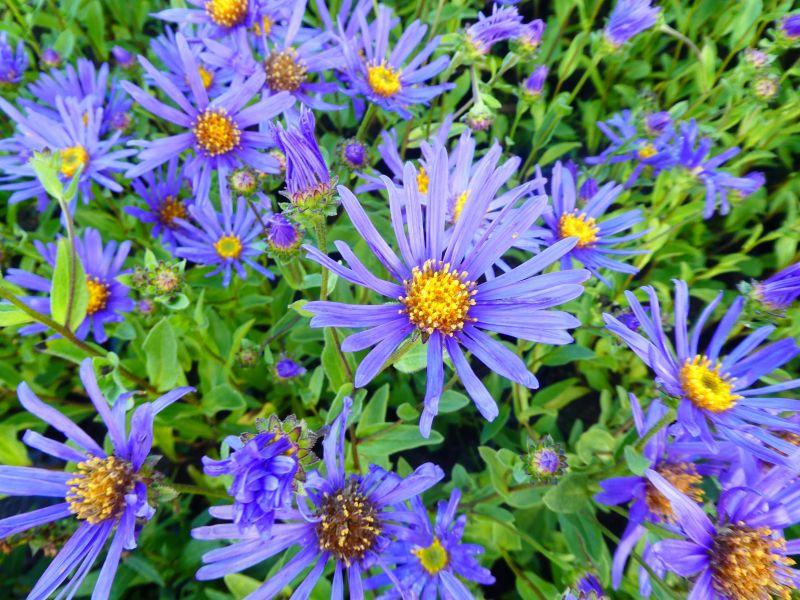 .Aster amellus Blue King