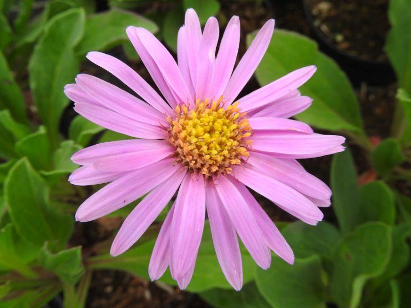 Hellrosa Blüte der Sommer-Aster Rosa Erfüllung