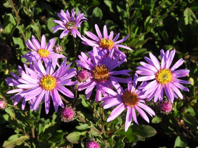 .Aster amellus Rosa Erfüllung