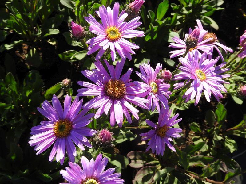 Rosa Blüten der Sommer-Aster Rosa Erfüllung