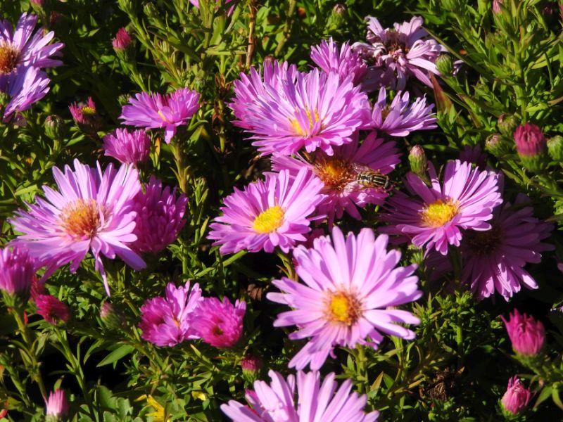 Oktoberaster Herbstgruss vom Bresserhof, Aster dumosus Herbstgruß vom Bresserhof