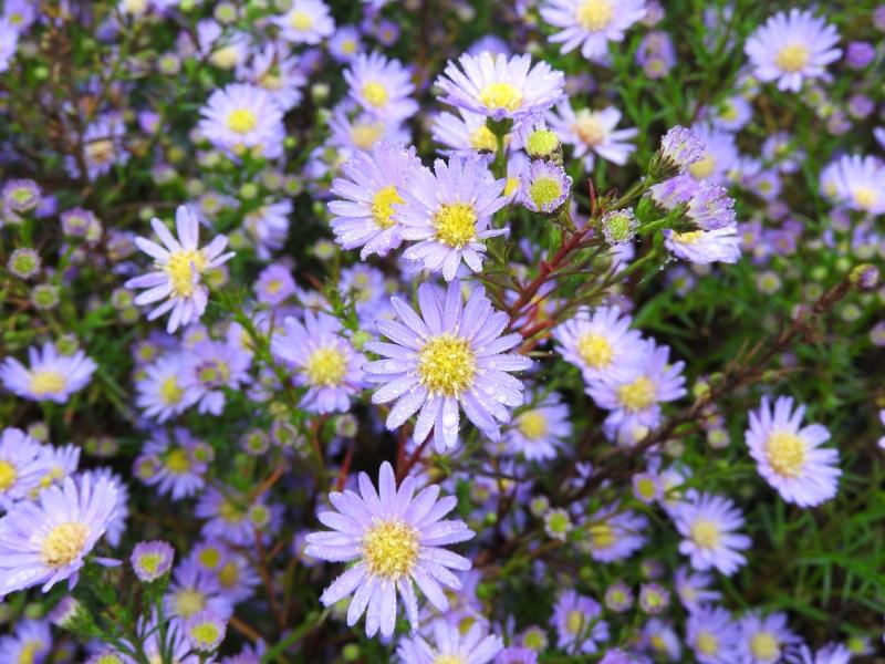 Ljungaster Blue Wonder, Aster ericoides Blue Wonder