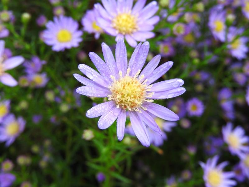 Ljungaster Blue Wonder, Aster ericoides Blue Wonder