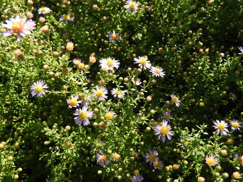 Ljungaster Lovely, Aster ericoides Lovely