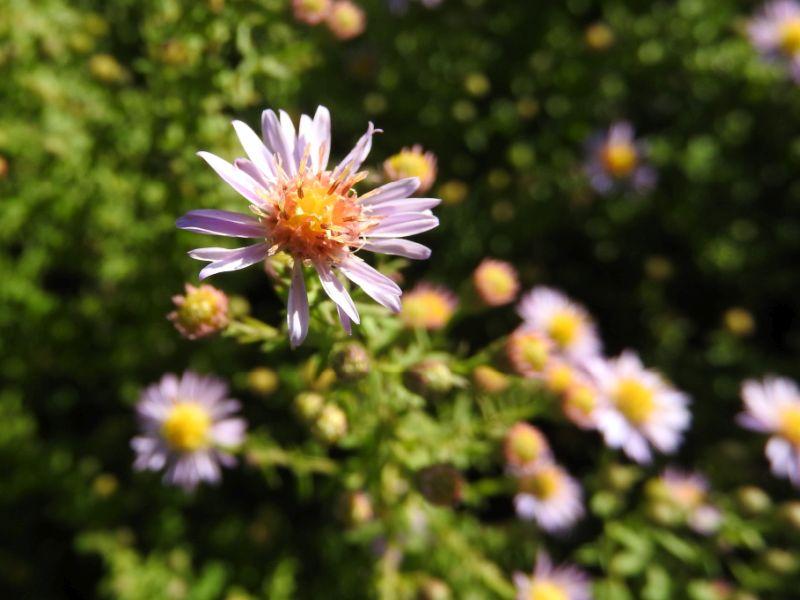 Ljungaster Lovely, Aster ericoides Lovely