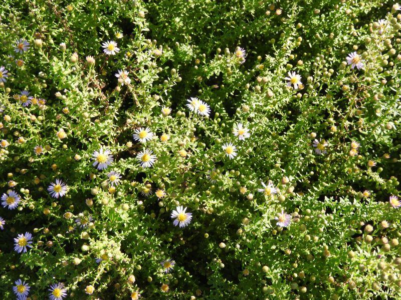 Ljungaster Lovely, Aster ericoides Lovely