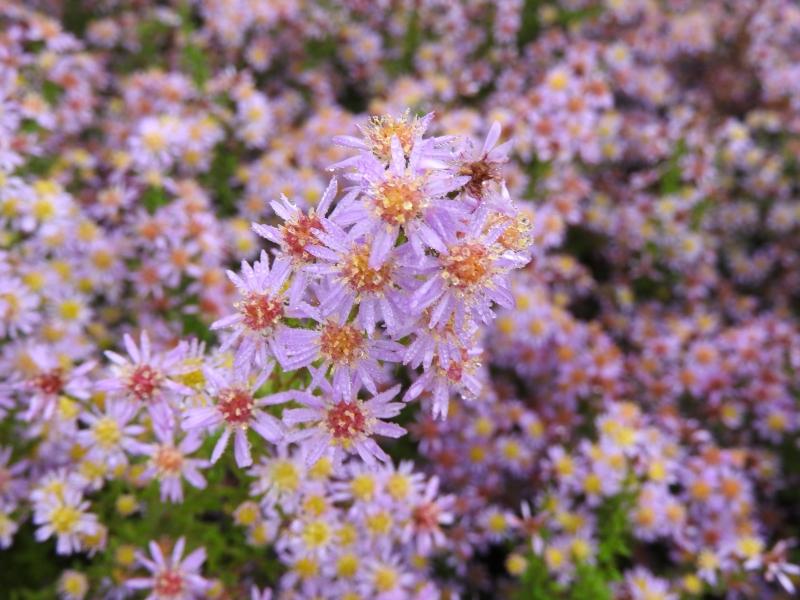 Ljungaster Lovely, Aster ericoides Lovely