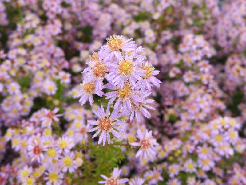 Ljungaster Lovely, Aster ericoides Lovely