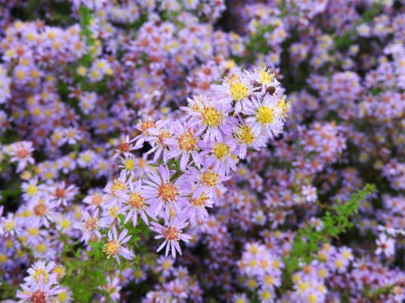 Ljungaster Lovely, Aster ericoides Lovely
