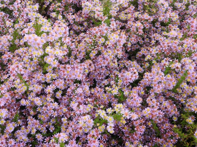 Ljungaster Lovely, Aster ericoides Lovely