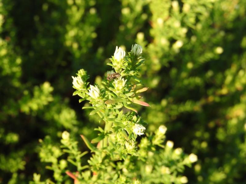 Ljungaster Schneetanne, Aster ericoides Schneetanne