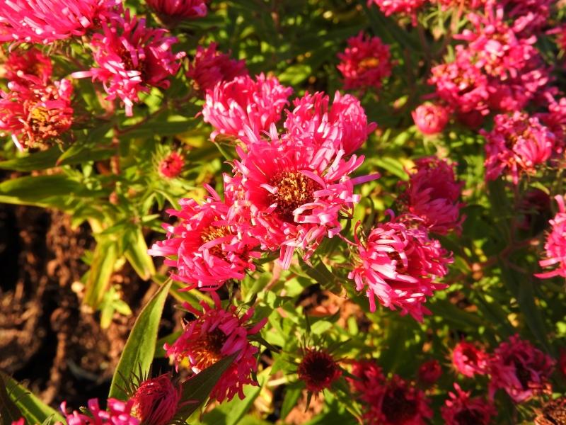 Luktaster Alma Pötschke, Aster novae-angliae Alma Pötschke
