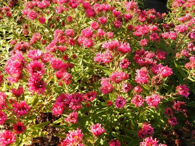 Luktaster Alma Pötschke, Aster novae-angliae Alma Pötschke