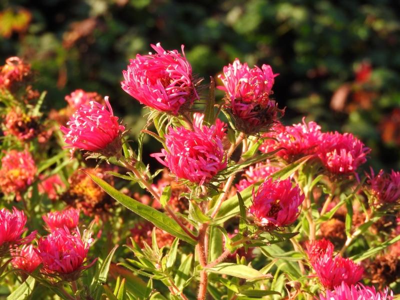 Luktaster Alma Pötschke, Aster novae-angliae Alma Pötschke