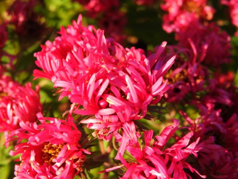 Luktaster Alma Pötschke, Aster novae-angliae Alma Pötschke