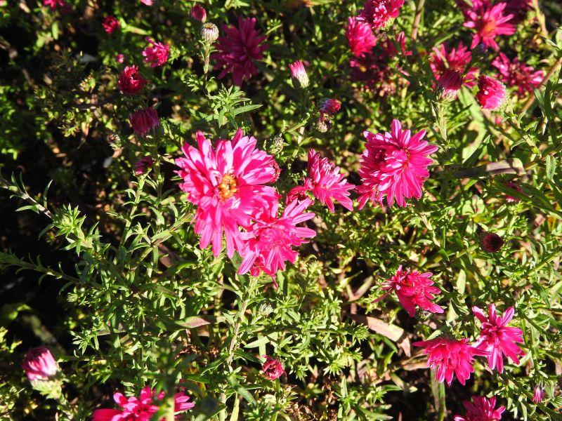 Höstaster Royal Ruby, Aster novi-belgii Royal Ruby