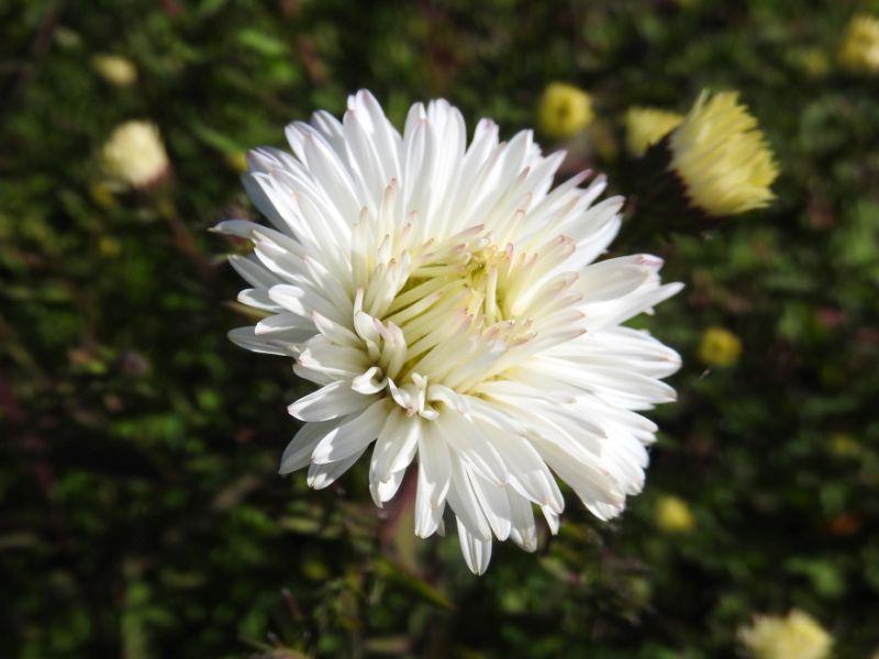 Höstaster White Ladies, Aster novi-belgii White Ladies