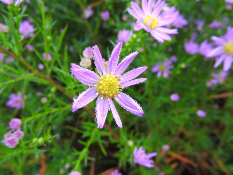 Höstaster Pink Star, Aster pringlei Pink Star