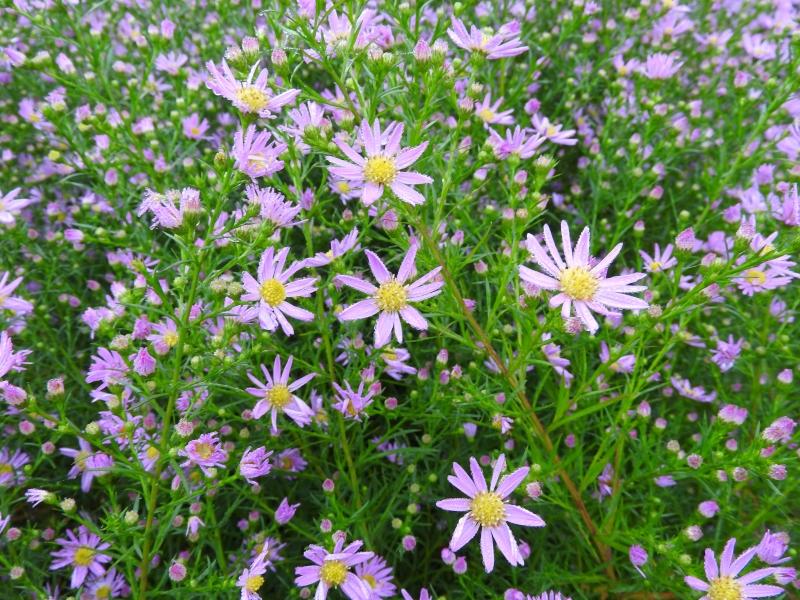 Höstaster Pink Star, Aster pringlei Pink Star