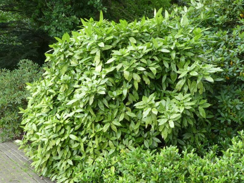 Aucuba japonica Variegata