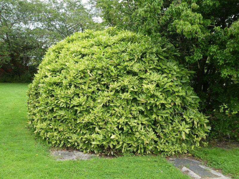Aucuba japonica Variegata