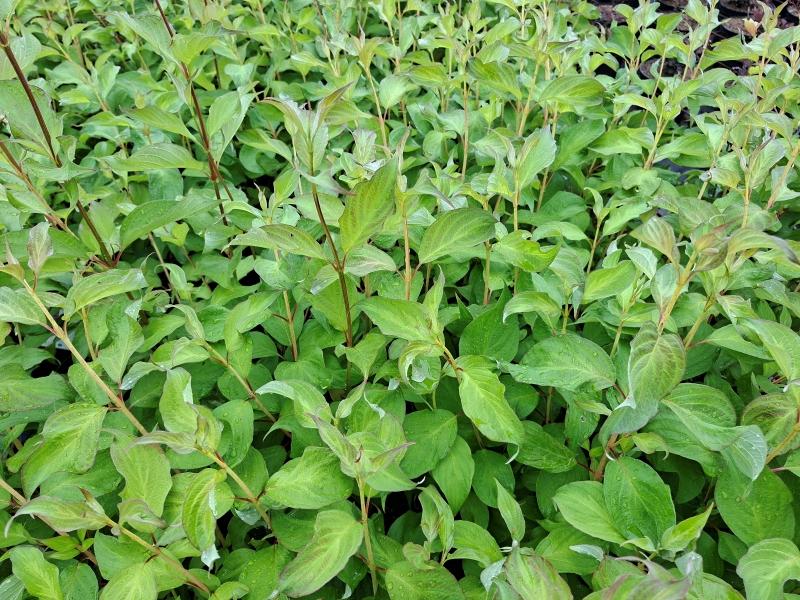 Rysk kornell Baton Rouge, Cornus alba Baton Rouge